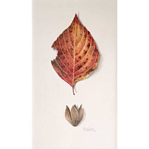 Autumn Leaf