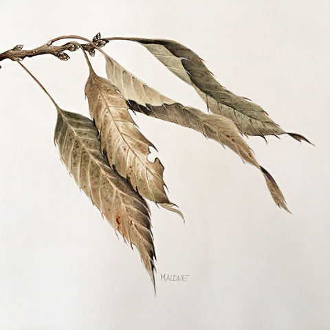 Detail of a watercolor painting of a dried branch with leaves by Vicki Malone at Cottage Curator art gallery