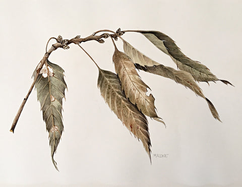 Watercolor painting of a dried branch with leaves by Vicki Malone at Cottage Curator art gallery
