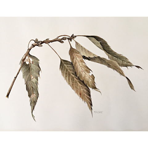 Dried Branch