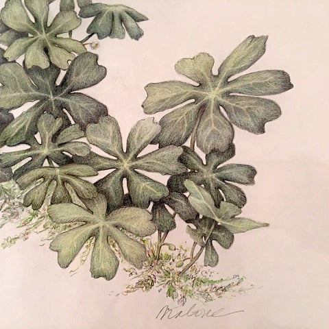 Mayapples