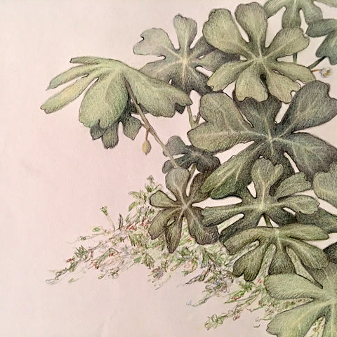 Mayapples