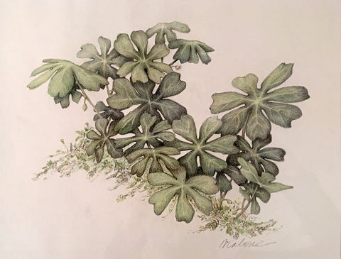 Mayapples