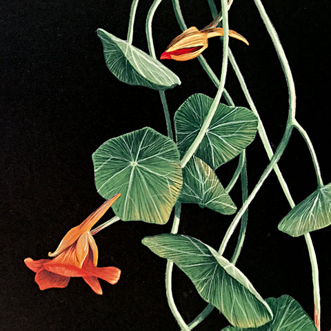 Detail of gouache painting of orange nasturtiums and leaves on a black background by artist Vicki Malone at Cottage Curator art gallery