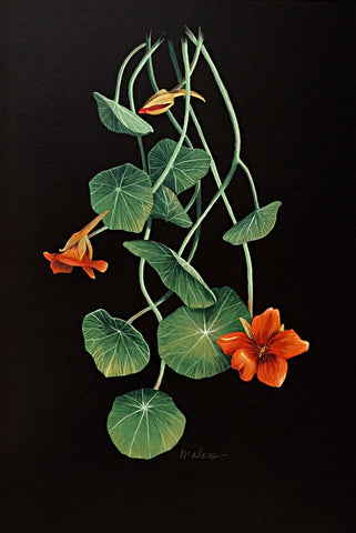 Gouache painting of orange nasturtiums and leaves on a black background by artist Vicki Malone at Cottage Curator art gallery