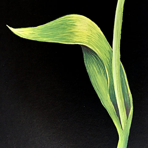 Detail of gouache painting showing green stem on a black background by artist Vicki Malone at Cottage Curator art gallery