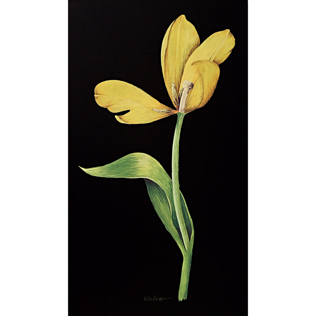 Gouache painting of yellow tulip with stem on a black background by artist Vicki Malone at Cottage Curator art gallery
