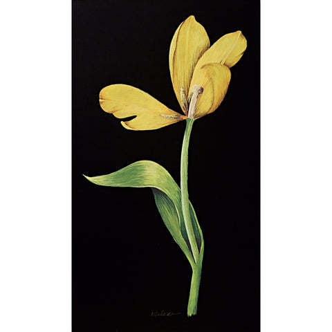 Yellow Tulip