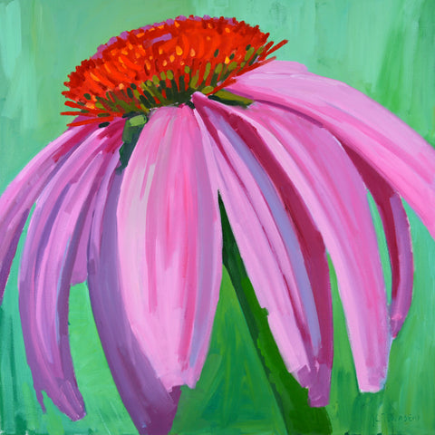 Pink Echinacea