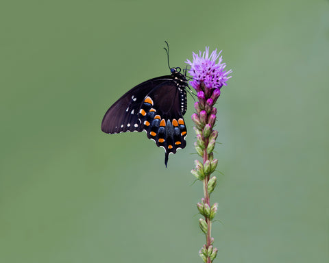 Photograph of spicebush swallowtail butterfly on a flowering plant against a green background by Jackie Bailey Labovitz at Cottage Curator