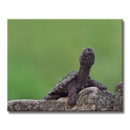 Common Snapping Turtle - Baby